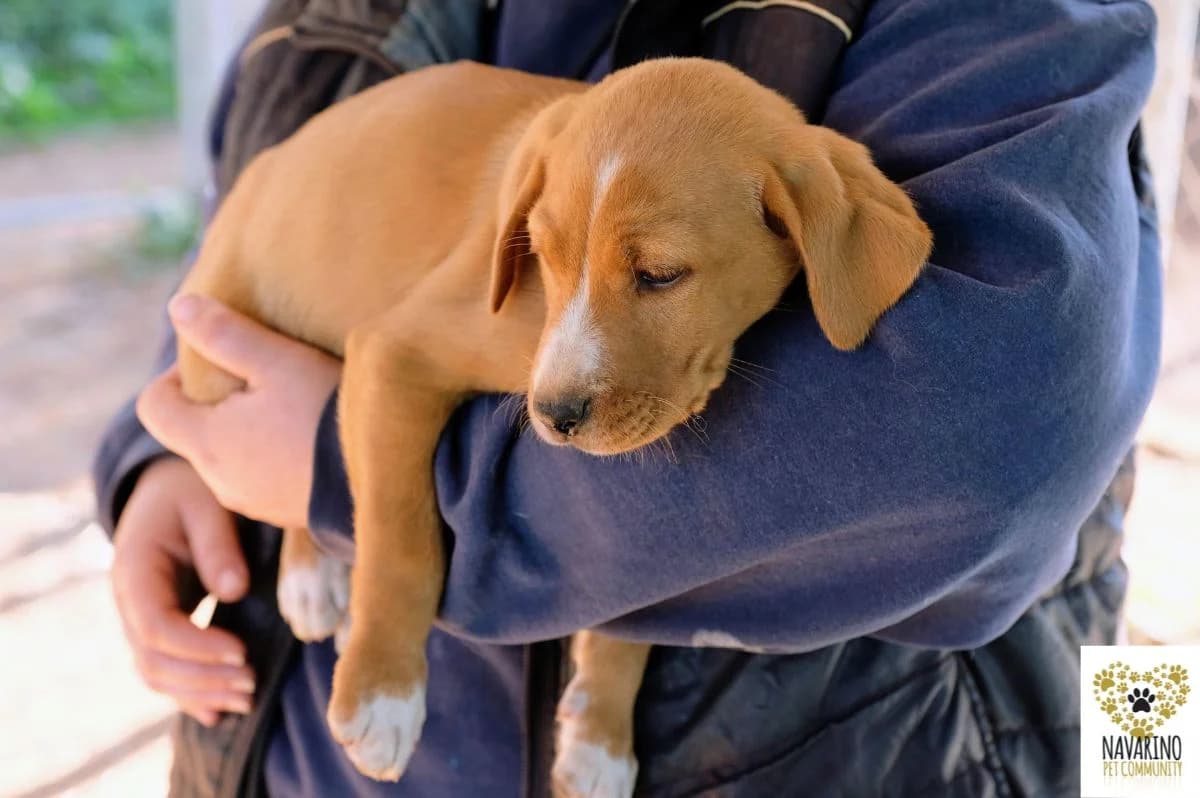 Ron,  puppy Mixed Breed for adoption at Navarino Pet Community, Navarino Pet