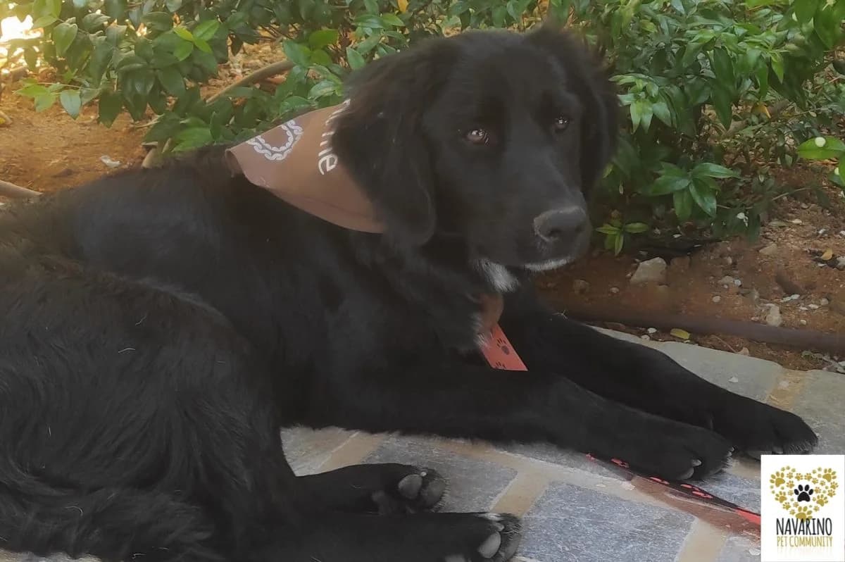 Hermione, female puppy Mixed Breed for adoption at Navarino Pet Community, Navarino Pet