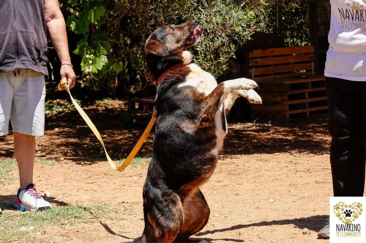 Ormi, female Mixed Breed for adoption at Navarino Pet