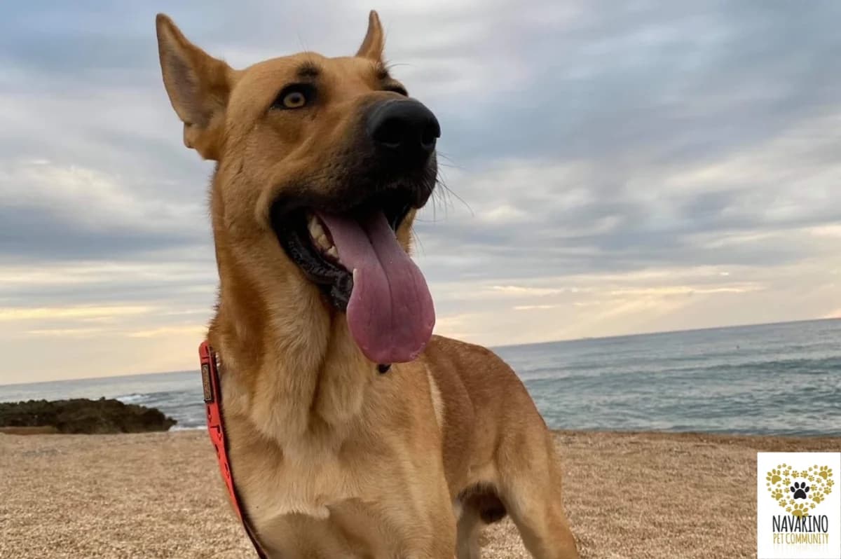 Mojito, male Mixed Breed for adoption at Navarino Pet