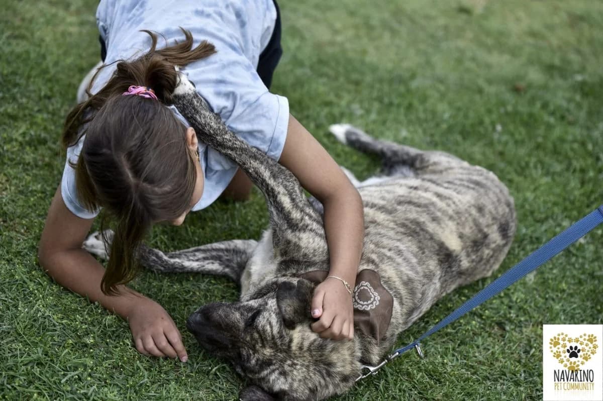 Miltos, male Mixed Breed for adoption at Navarino Pet