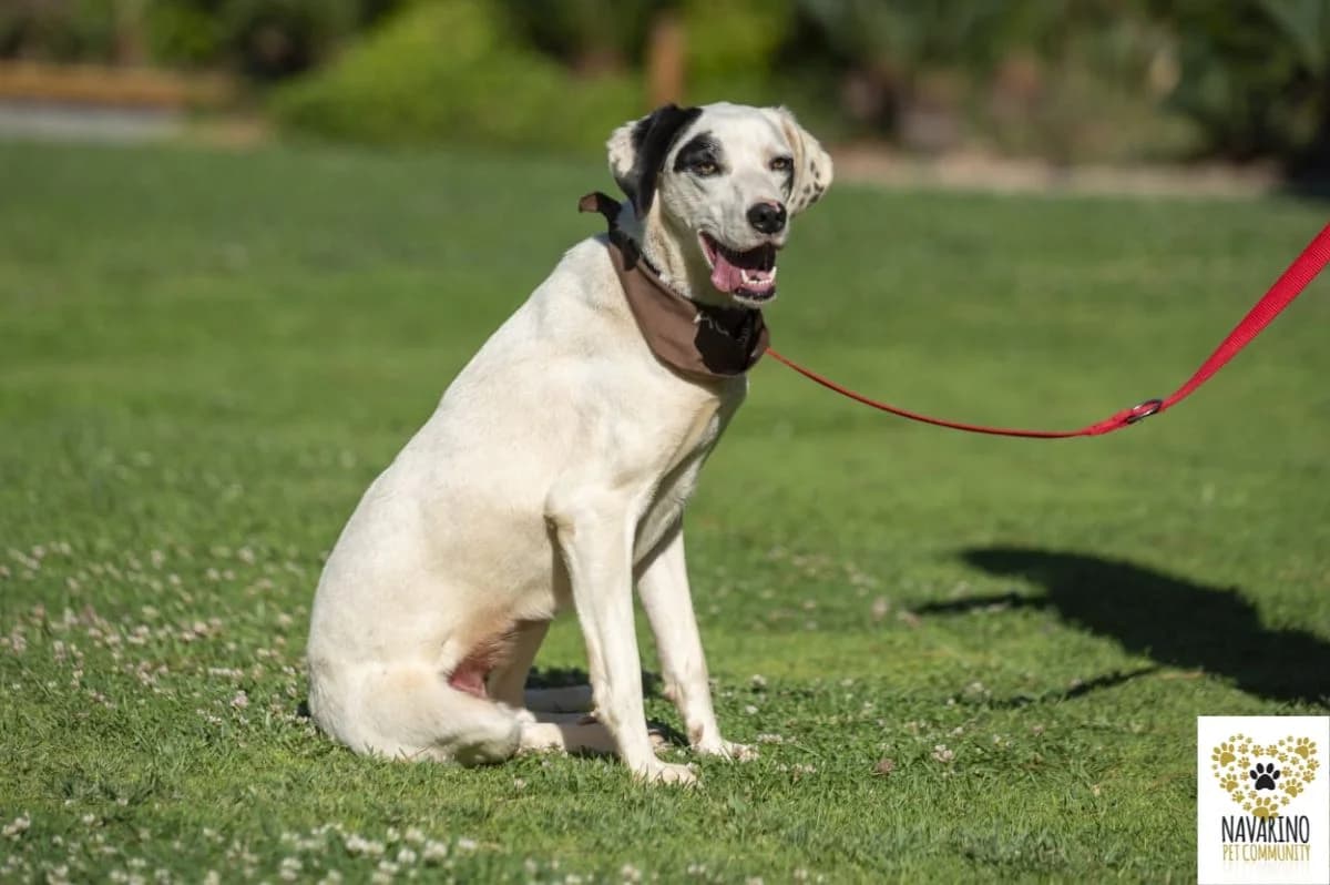 Milky,  young Mixed Breed for adoption at Navarino Pet Community, Navarino Pet