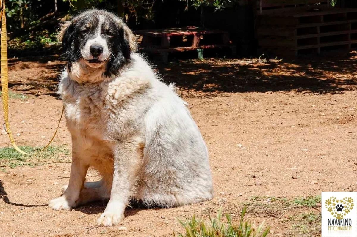 Milky,  Mixed Breed for adoption at Navarino Pet Community, Navarino Pet photo 2