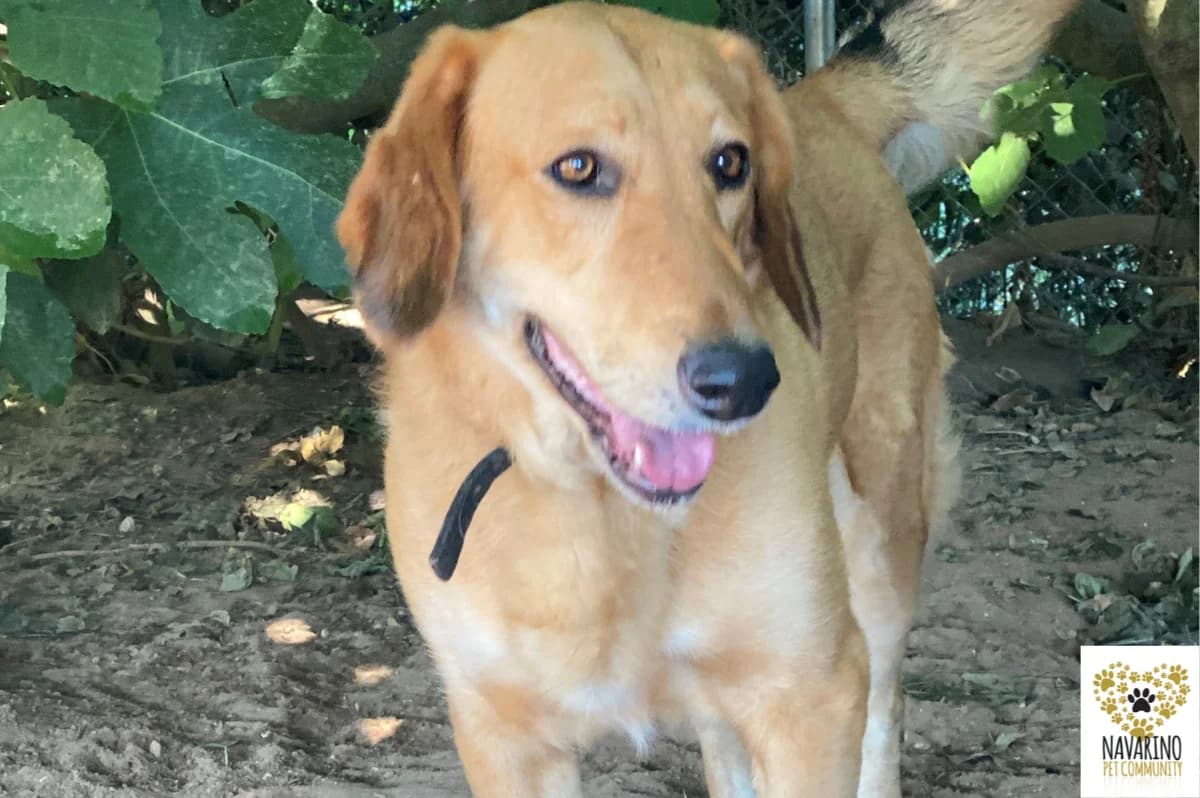 Milky,  Mixed Breed for adoption at Navarino Pet Community, Navarino Pet photo 3