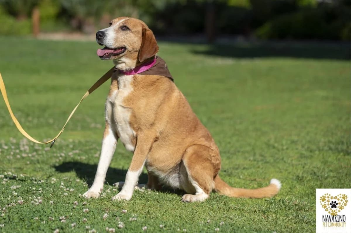 Milky,  Mixed Breed for adoption at Navarino Pet Community, Navarino Pet photo 6