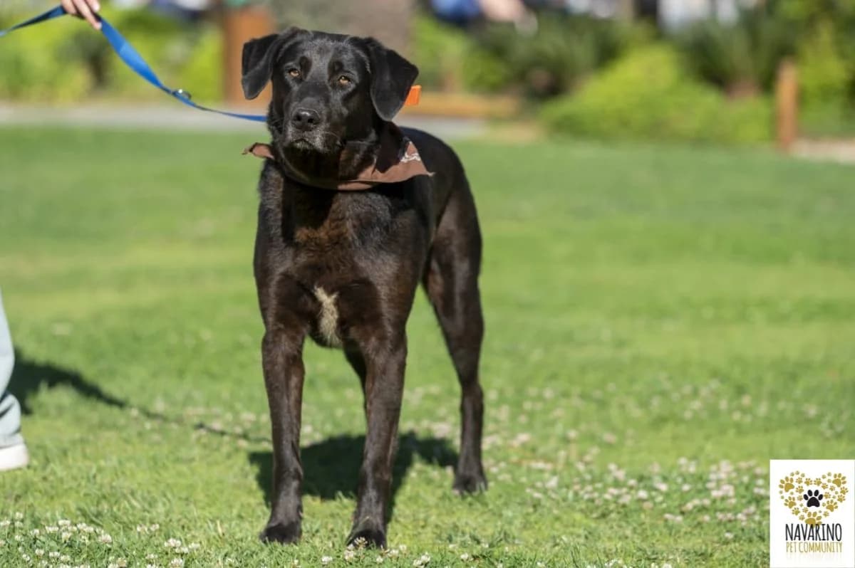 Milky,  Mixed Breed for adoption at Navarino Pet Community, Navarino Pet photo 7