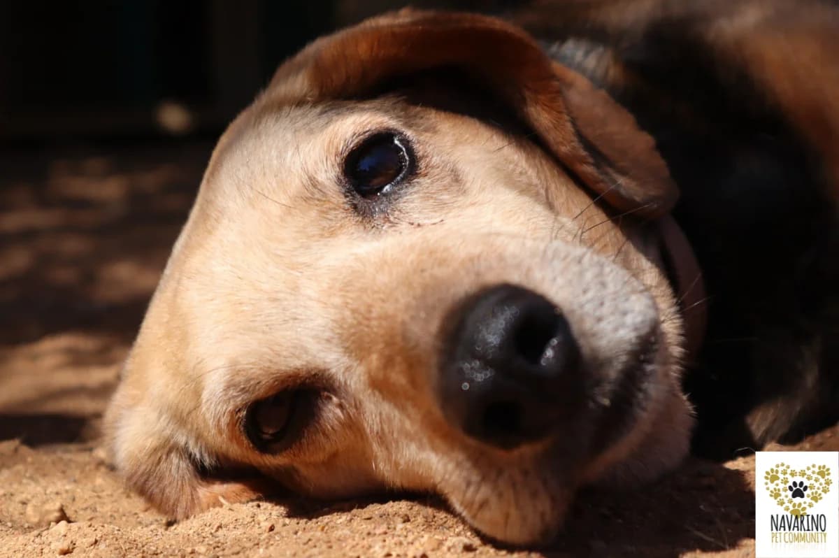 Mrs.Loulou,  senior Mixed Breed for adoption at Navarino Pet Community, Navarino Pet