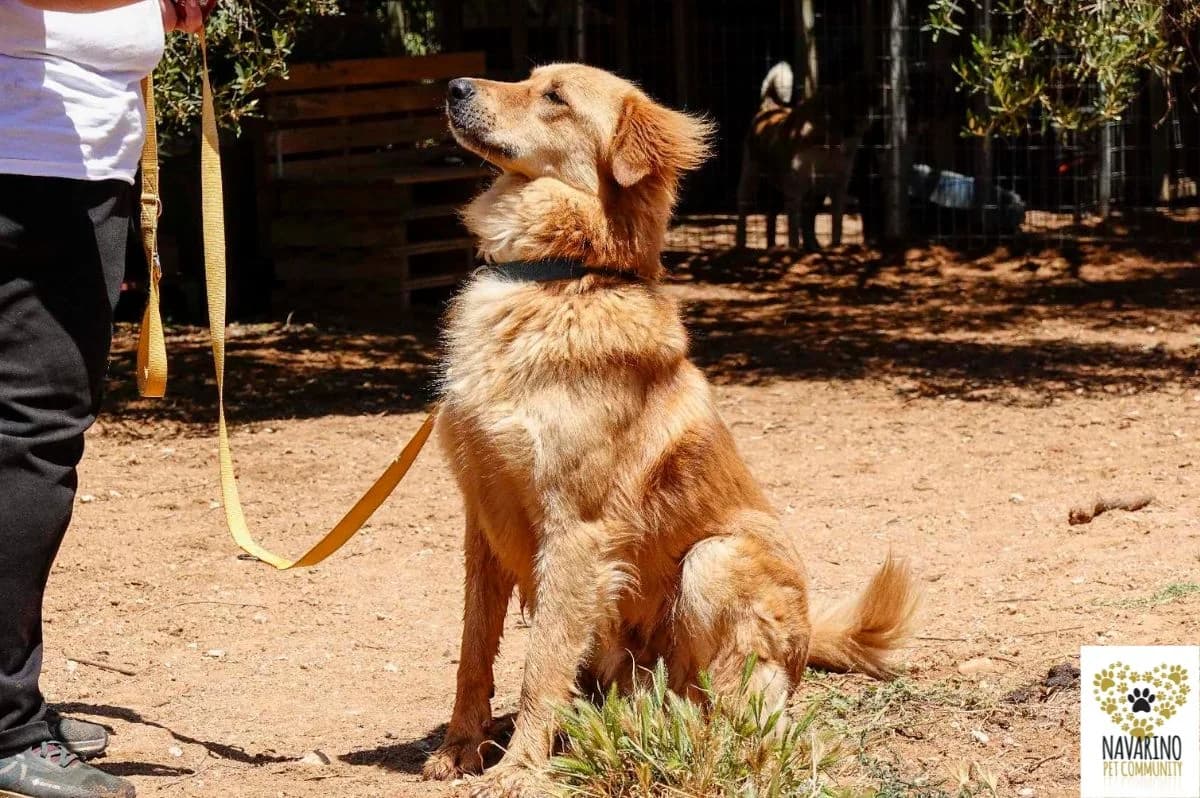 Houdini, male Mixed Breed for adoption at Navarino Pet