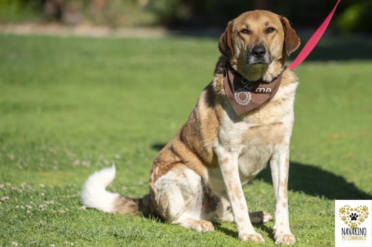 Omega, male Mixed Breed for adoption at Navarino Pet