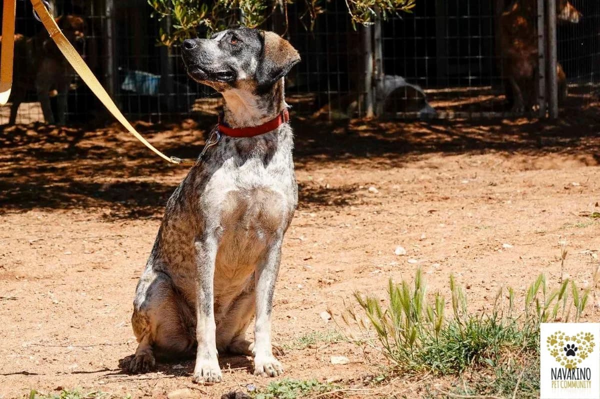 Tonia, female Mixed Breed for adoption at Navarino Pet