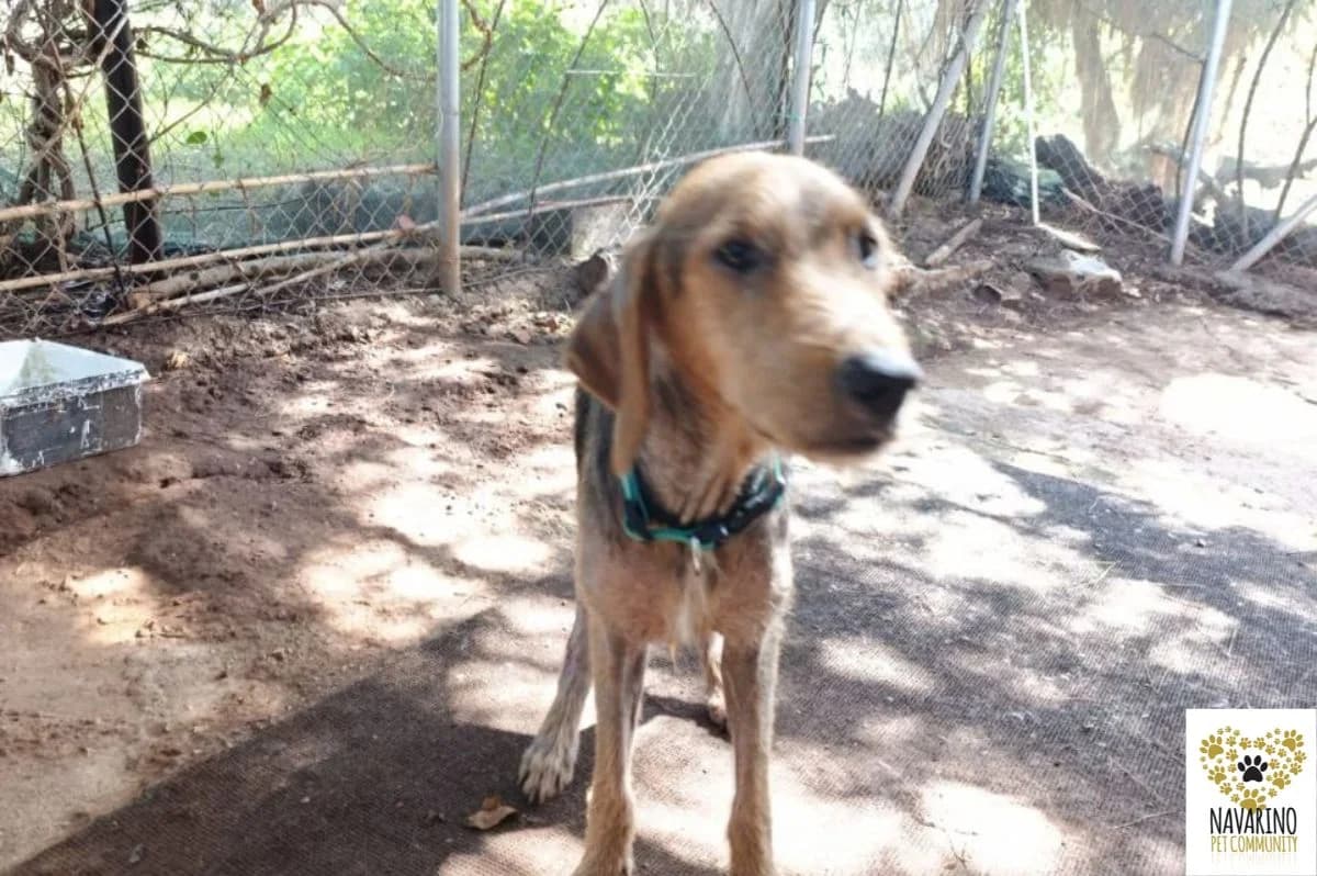 Tonia, female Mixed Breed for adoption at Navarino Pet Community, Navarino Pet photo 3