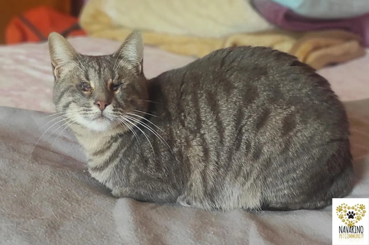 Luisa, female 5yo Mixed Breed for adoption at Navarino Pet Community, Navarino Pet