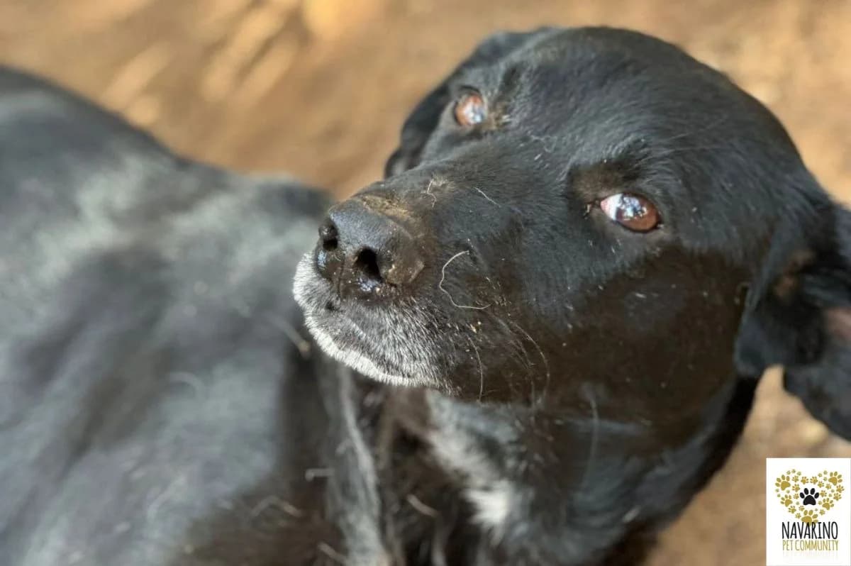 Binoo, male puppy Mixed Breed for adoption at Navarino Pet Community, Navarino Pet