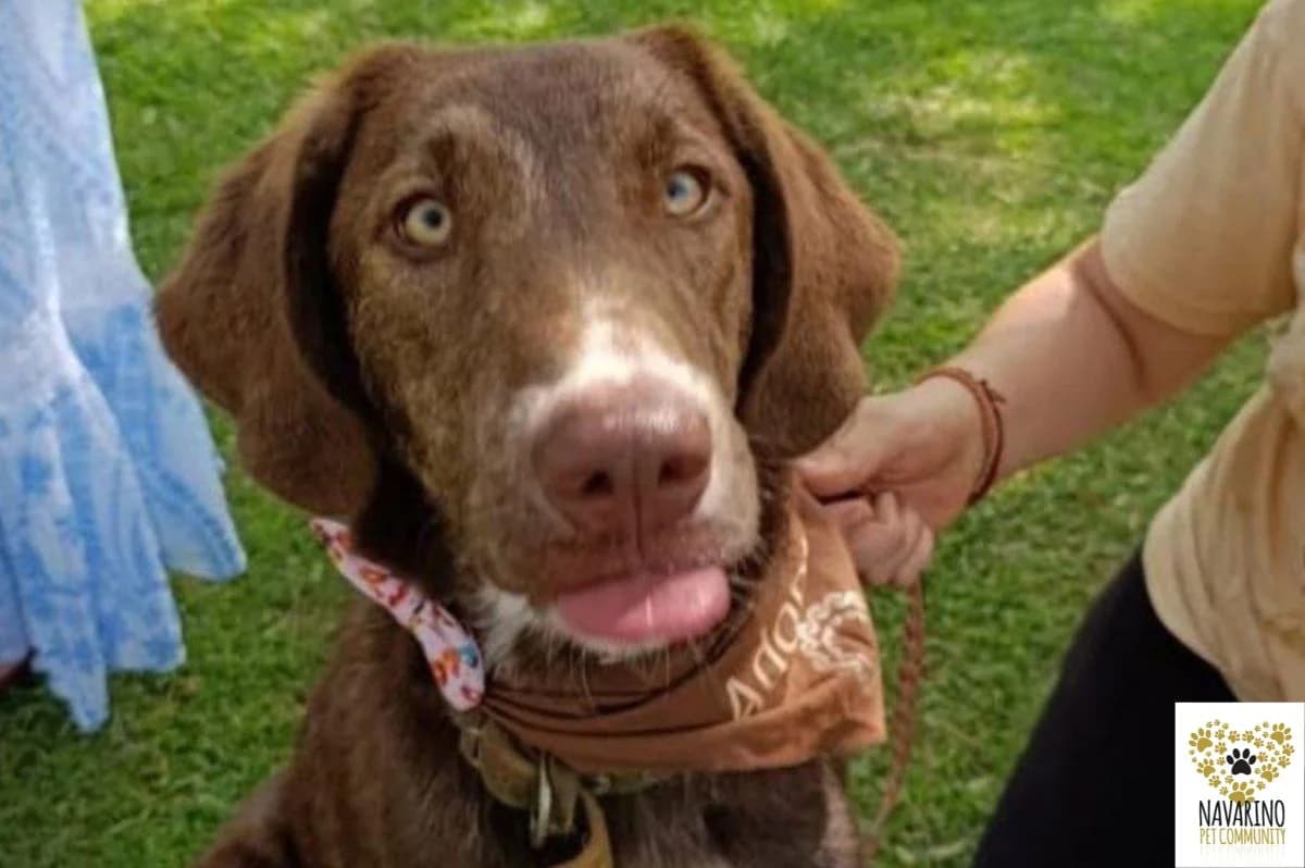 Pumpkin, puppy Mixed Breed for adoption at Navarino Pet Community, Navarino Pet