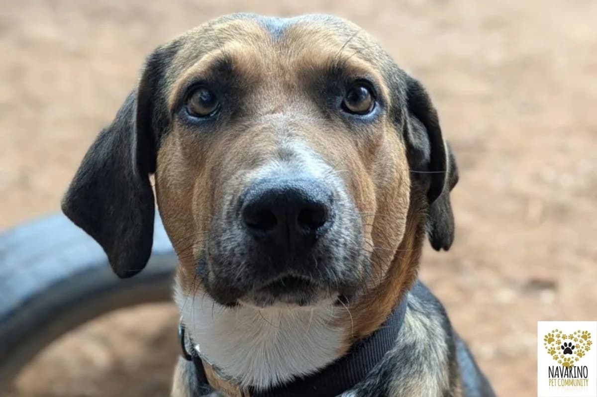 Vasilis, male puppy Mixed Breed for adoption at Navarino Pet Community, Navarino Pet