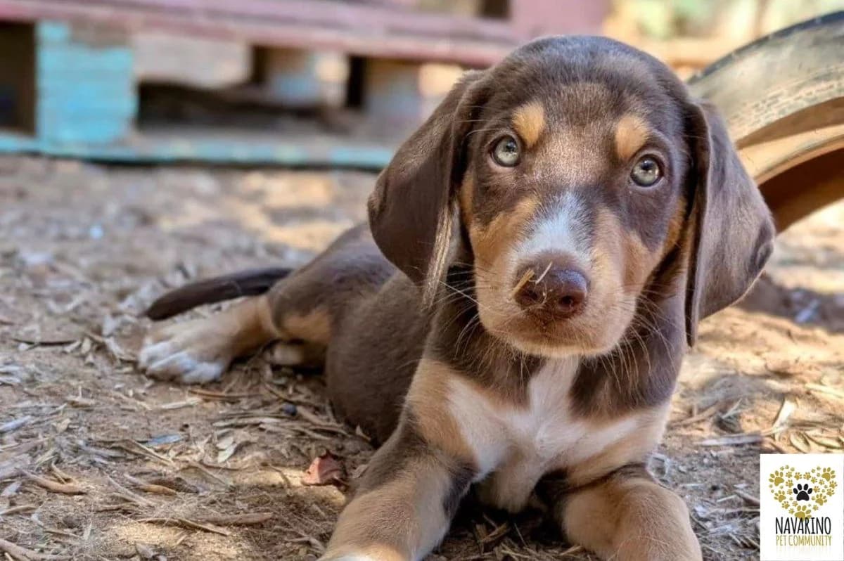 Bob, male puppy Mixed Breed for adoption at Navarino Pet Community, Navarino Pet