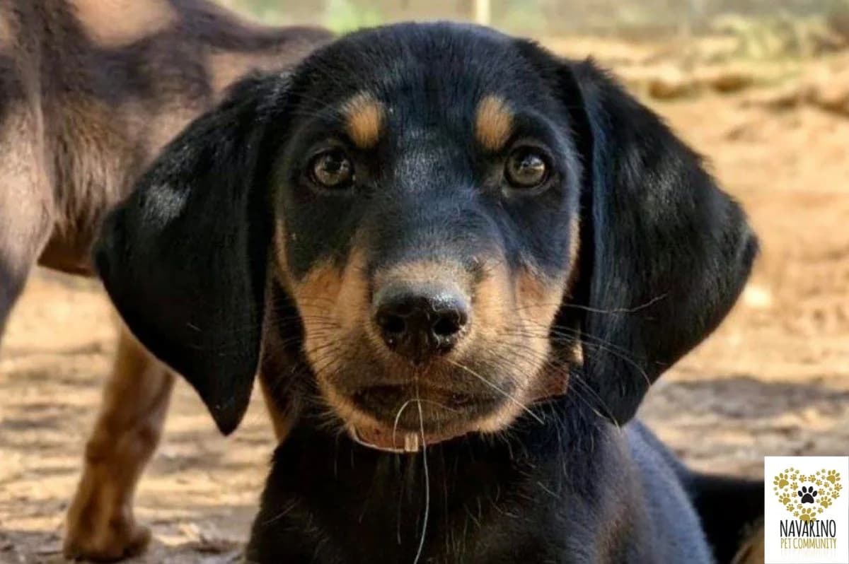 Elvis, male puppy Mixed Breed for adoption at Navarino Pet Community, Navarino Pet