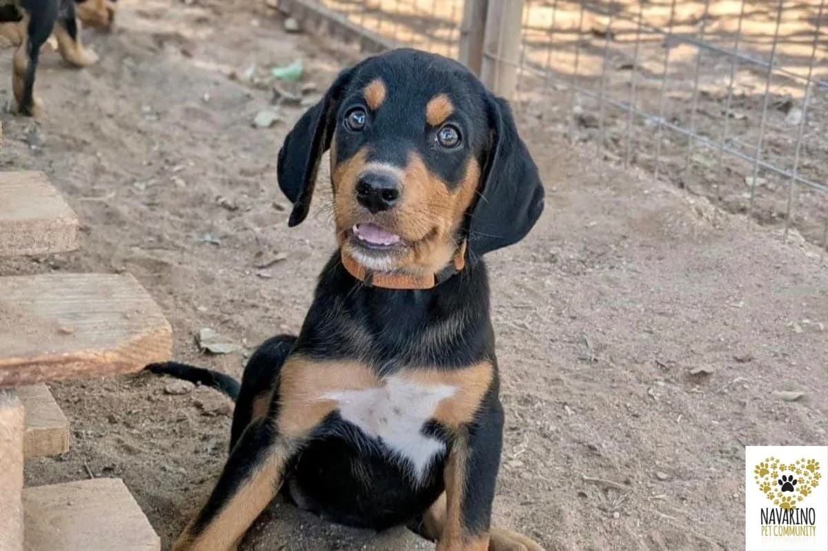 Janis, male puppy Mixed Breed for adoption at Navarino Pet Community, Navarino Pet