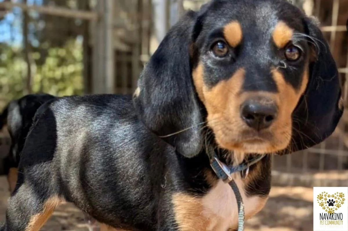 Axel, male puppy Mixed Breed for adoption at Navarino Pet Community, Navarino Pet