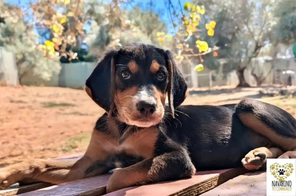 Bono, male puppy Mixed Breed for adoption at Navarino Pet Community, Navarino Pet