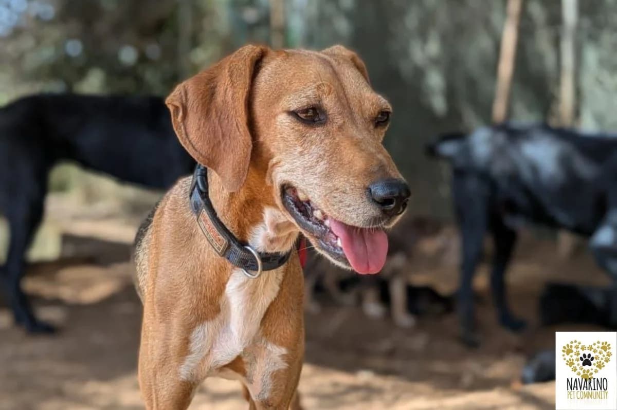 Lina, female puppy Mixed Breed for adoption at Navarino Pet Community, Navarino Pet
