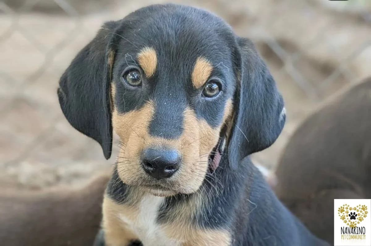Celine, female puppy Mixed Breed for adoption at Navarino Pet Community, Navarino Pet