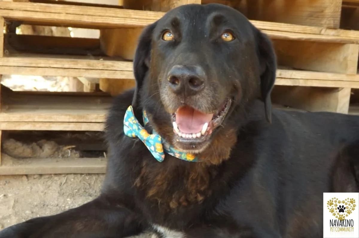 Diesel, male Mixed Breed for adoption at Navarino Pet