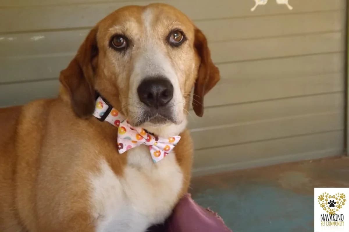 Cookie,  Mixed Breed for adoption at Navarino Pet