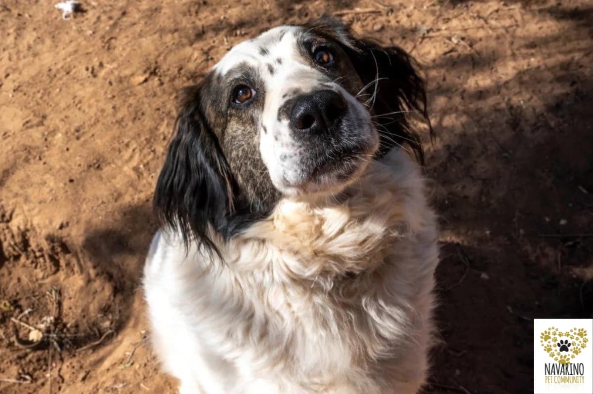 Aldo, male Mixed Breed for adoption at Navarino Pet