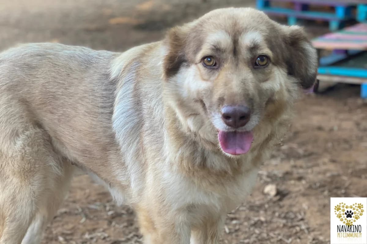 Agapi, female Mixed Breed for adoption at Navarino Pet