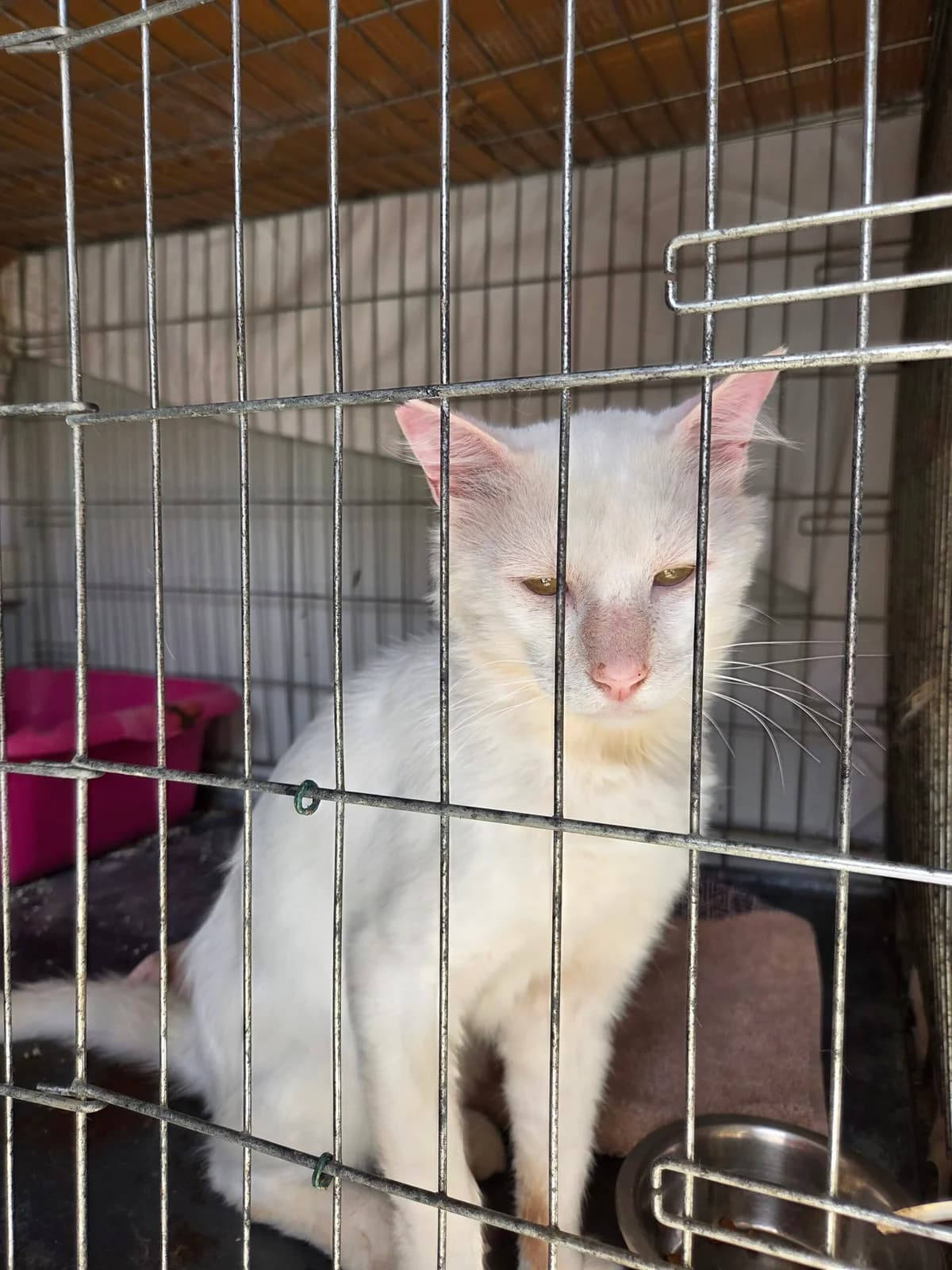 HAALAND, male Mixed Breed for adoption at Naxos Animal Welfare Society (NAWS), Naxos