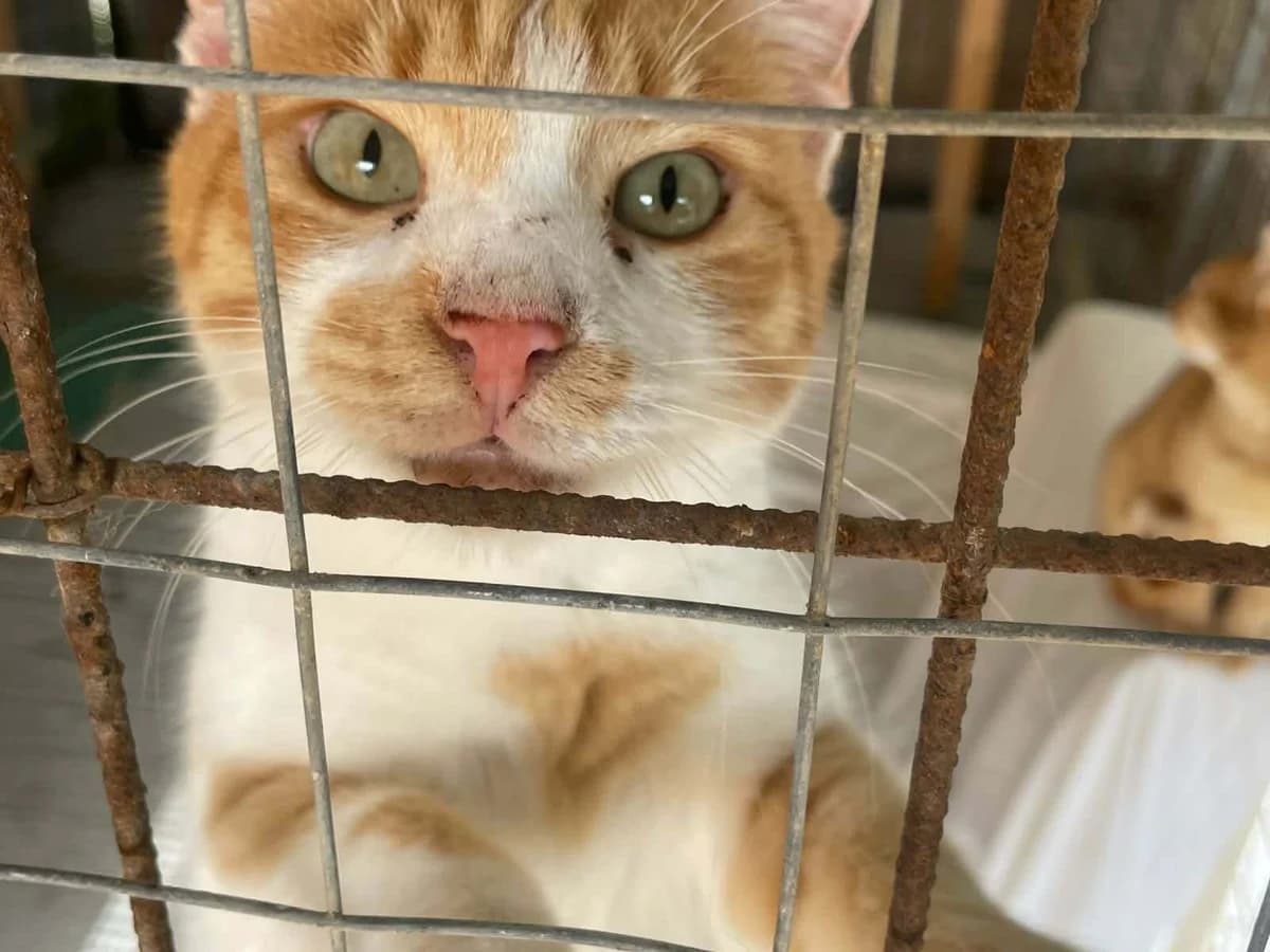 MOUTSOS, male Mixed Breed for adoption at Naxos Animal Welfare Society (NAWS), Naxos