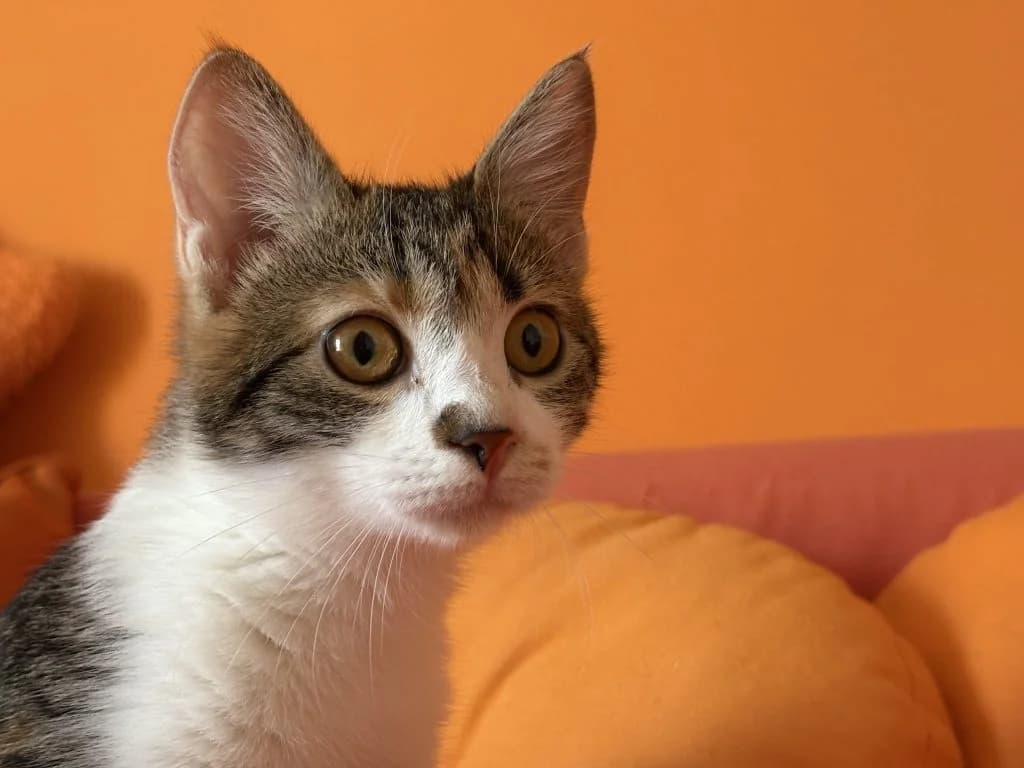Lolita,  Mixed Breed for adoption at Nine Lives Greece