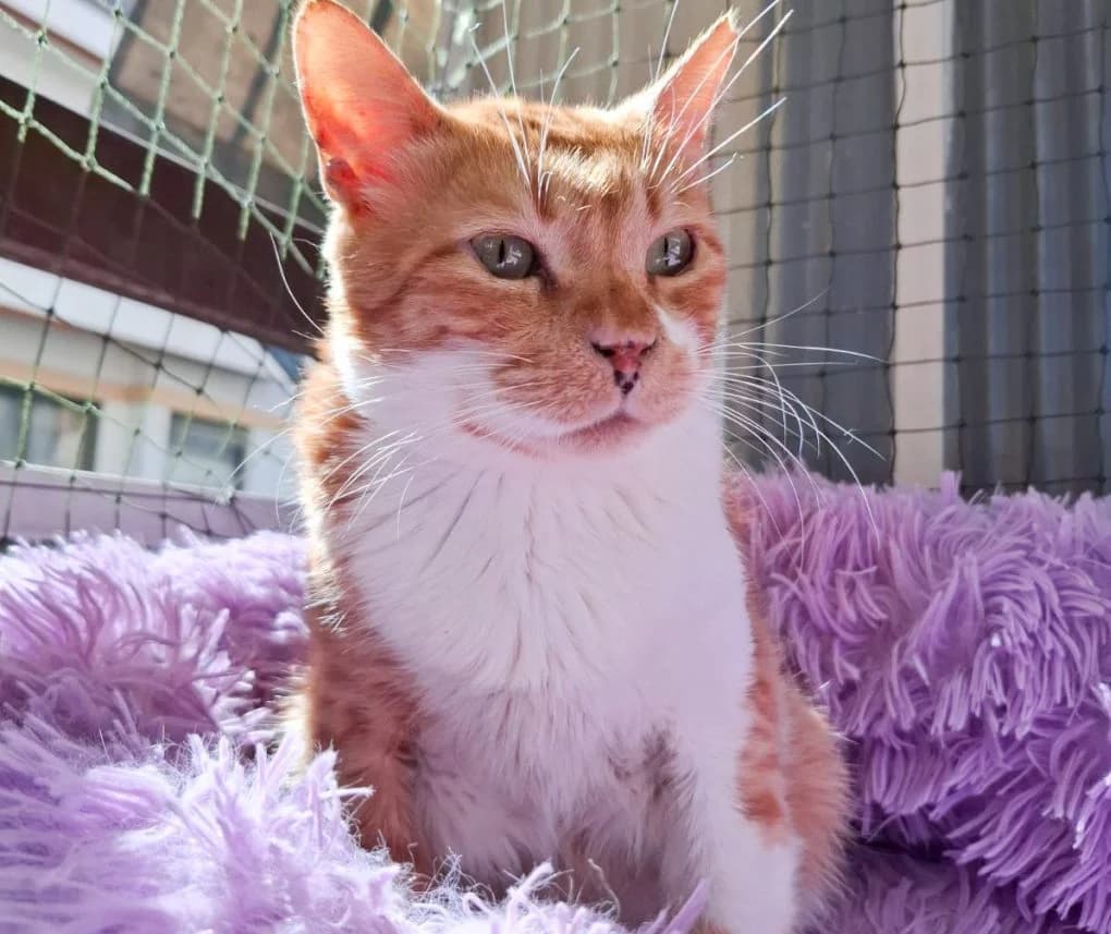 Sotiris,  Mixed Breed for adoption at Nine Lives Greece