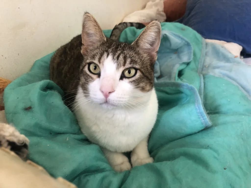 Petris,  Mixed Breed for adoption at Nine Lives Greece