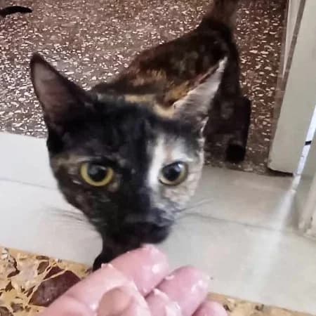 Spicy,  Mixed Breed for adoption at Nine Lives Greece