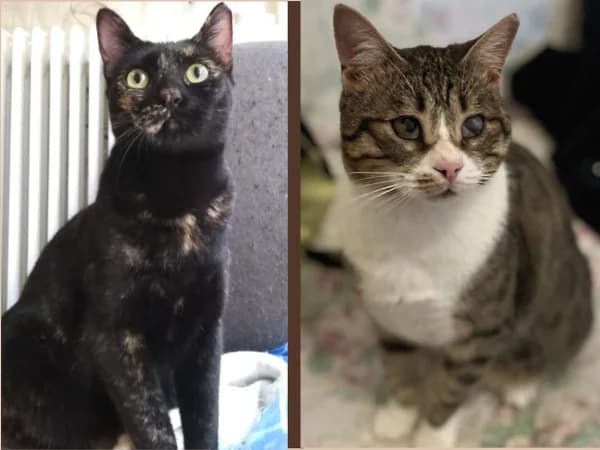 Niaou & Ninji,  Mixed Breed for adoption at Nine Lives Greece