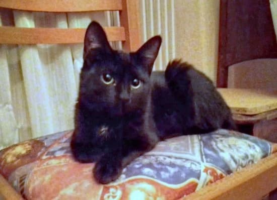 Pipi-Coco,  Mixed Breed for adoption at Nine Lives Greece