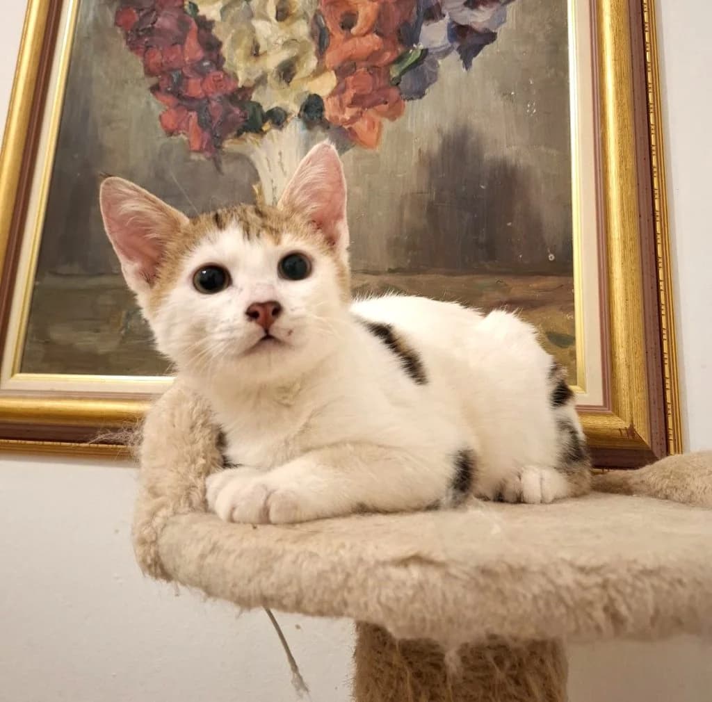 Yumi,  Mixed Breed for adoption at Nine Lives Greece