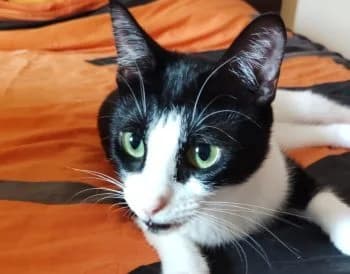 Marina,  Mixed Breed for adoption at Nine Lives Greece