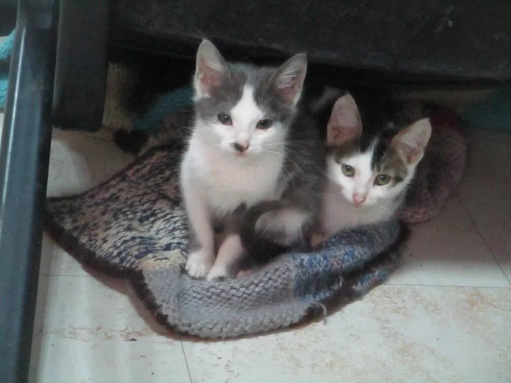 Alma & Koky,  Mixed Breed for adoption at Nine Lives Greece