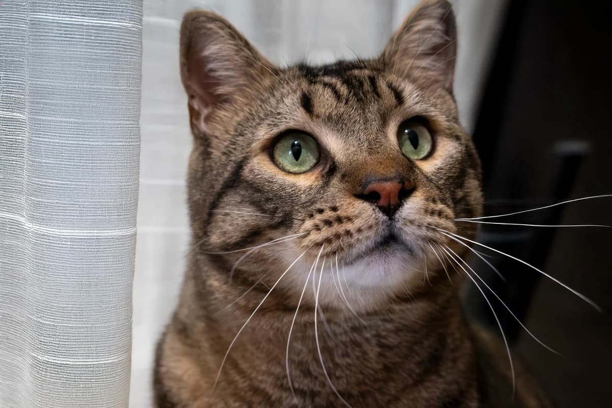 Aias,  Mixed Breed for adoption at Nine Lives Greece