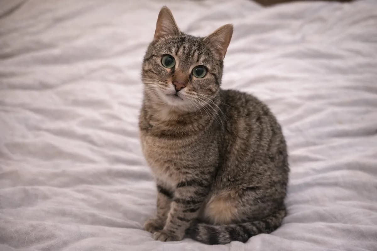 Honey,  Mixed Breed for adoption at Nine Lives Greece