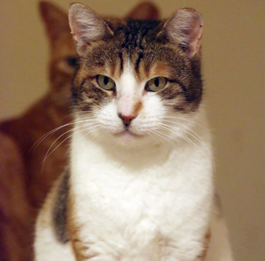 Sofia,  Mixed Breed for adoption at Nine Lives Greece