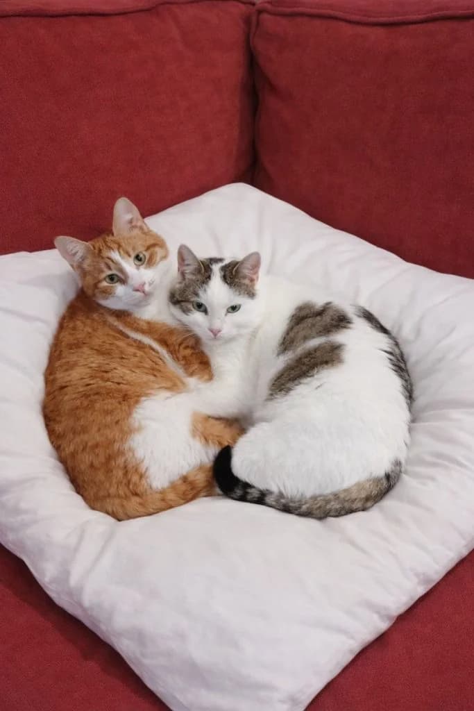 Frodo & Clelia,  Mixed Breed for adoption at Nine Lives Greece