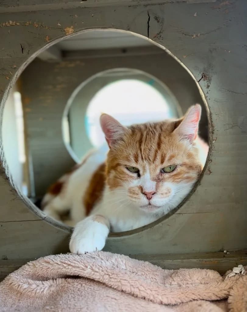 The Titan Cat,  Mixed Breed for adoption at Nine Lives Greece