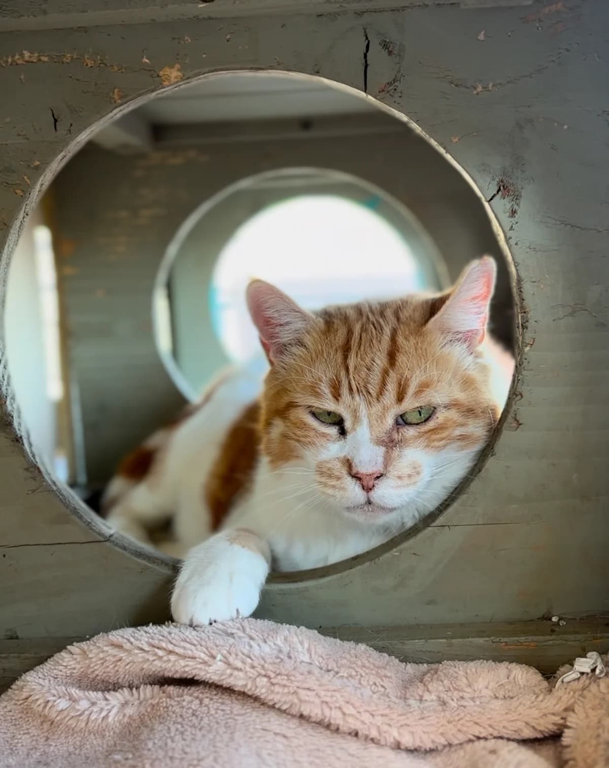 The Titan Cat,  Mixed Breed for adoption at Nine Lives Greece