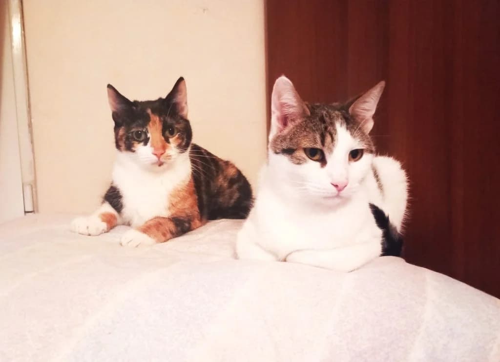 Muffin & Vanilla,  Mixed Breed for adoption at Nine Lives Greece