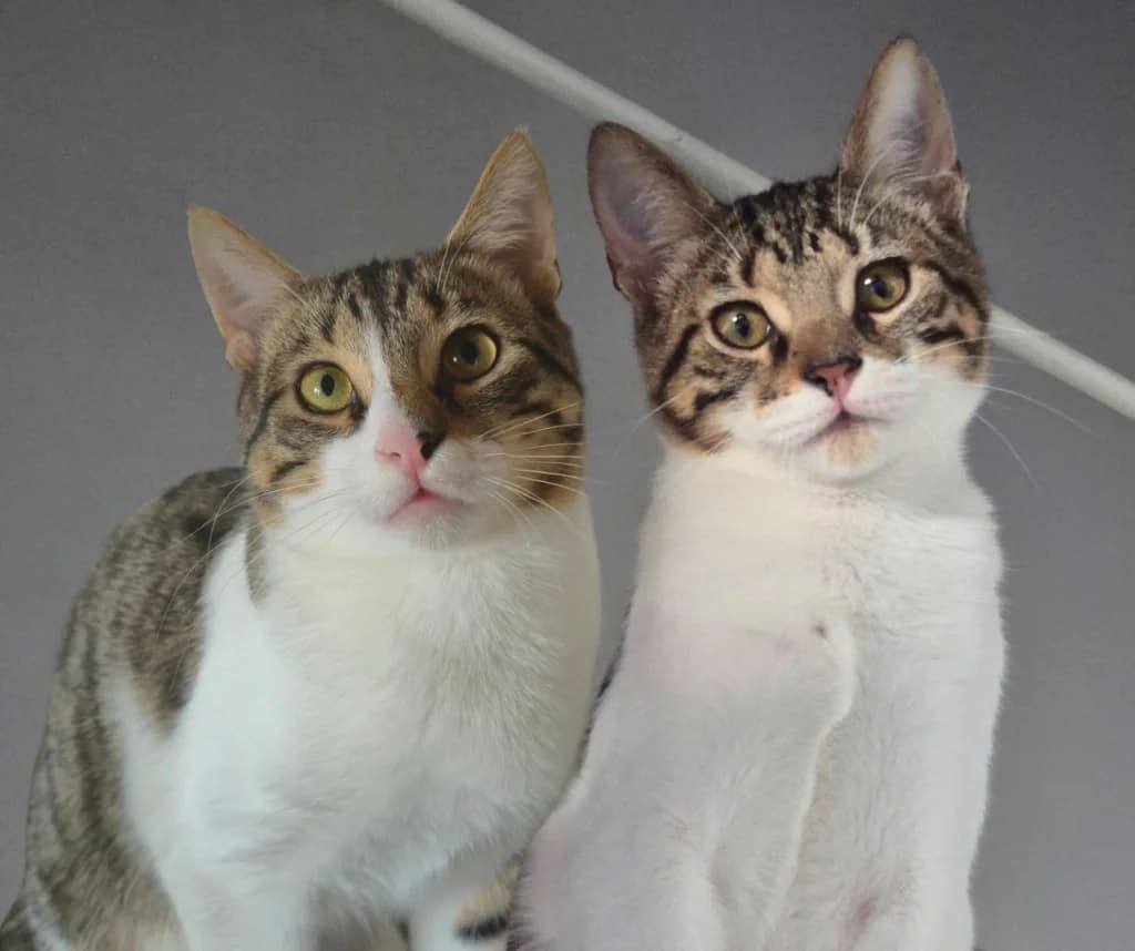 Rick & Morty,  Mixed Breed for adoption at Nine Lives Greece