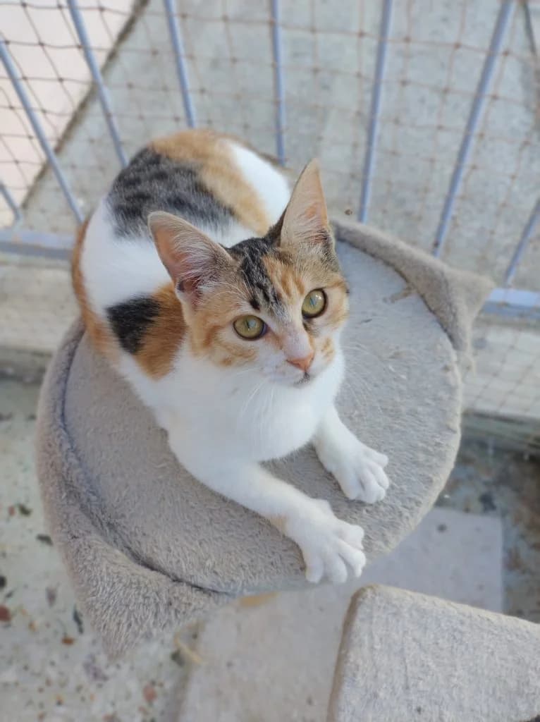 Millie Bobby Brown,  Mixed Breed for adoption at Nine Lives Greece